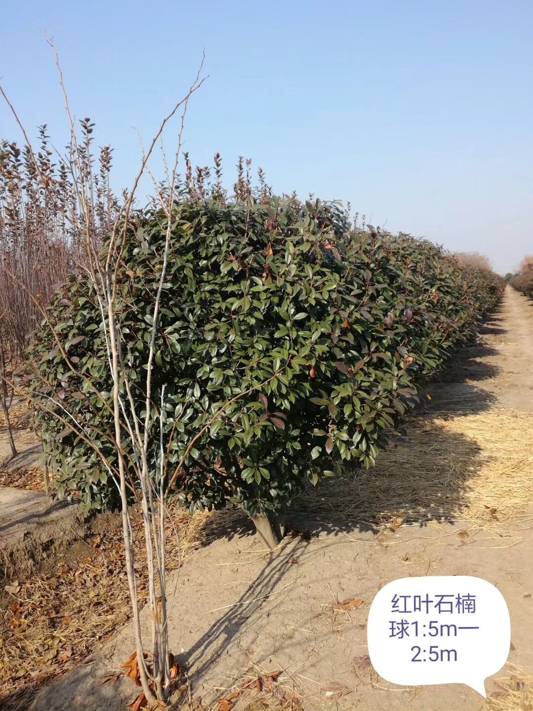 红榉树图片