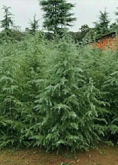雪松图片