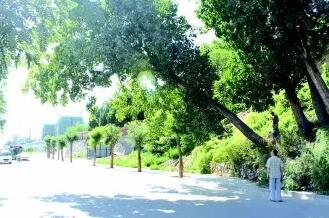 苗木企业需要重视售后服务， 苗木公司的售后服务，是生产基地和销售团队的二者结合体