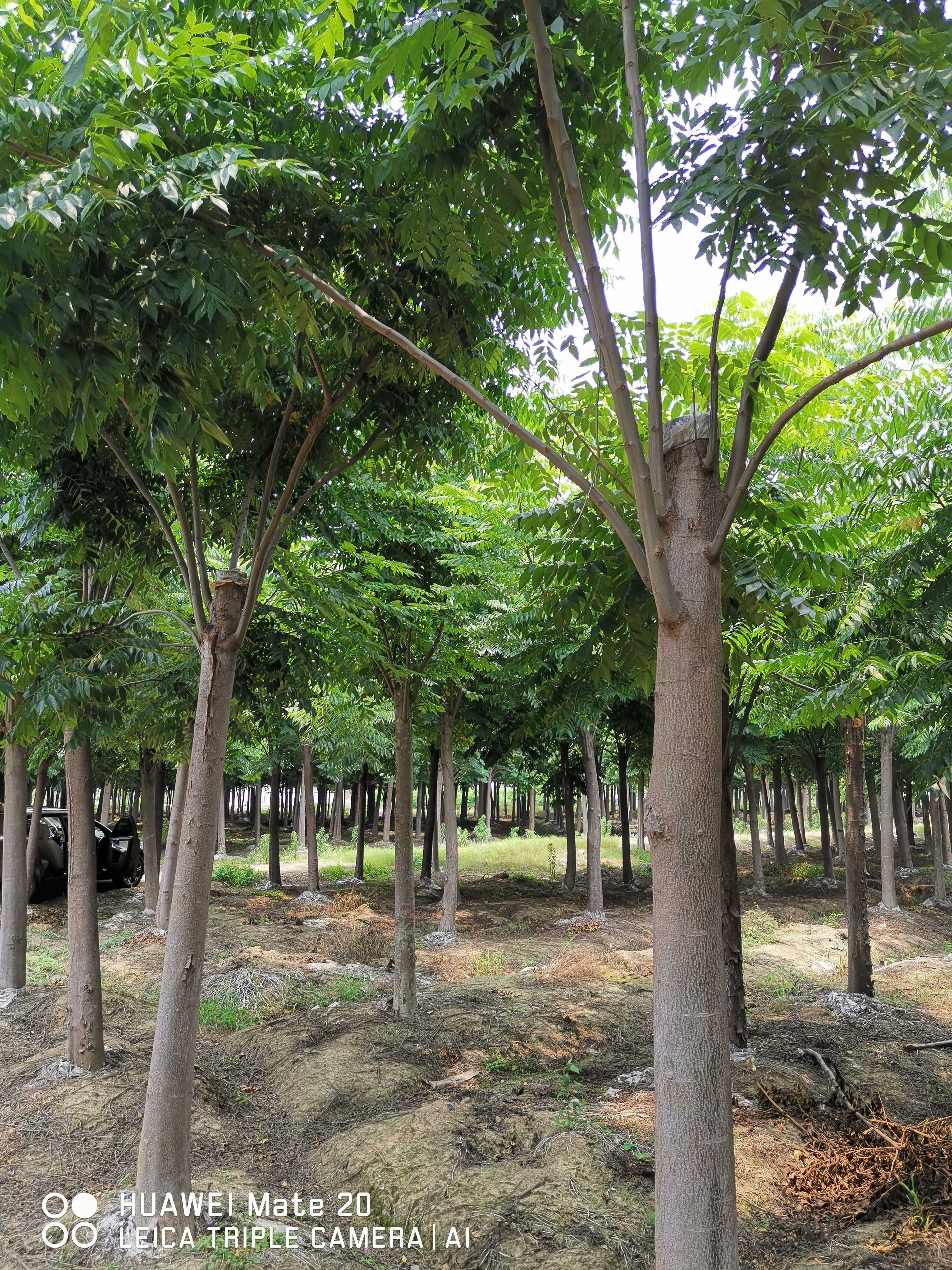 黄山栾树图片