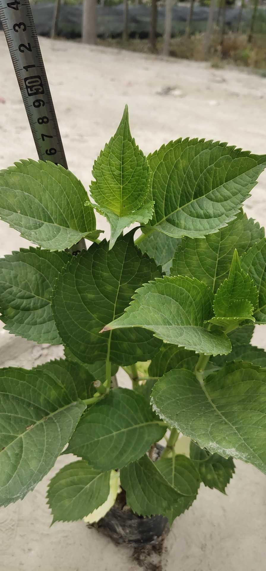 八仙花图片