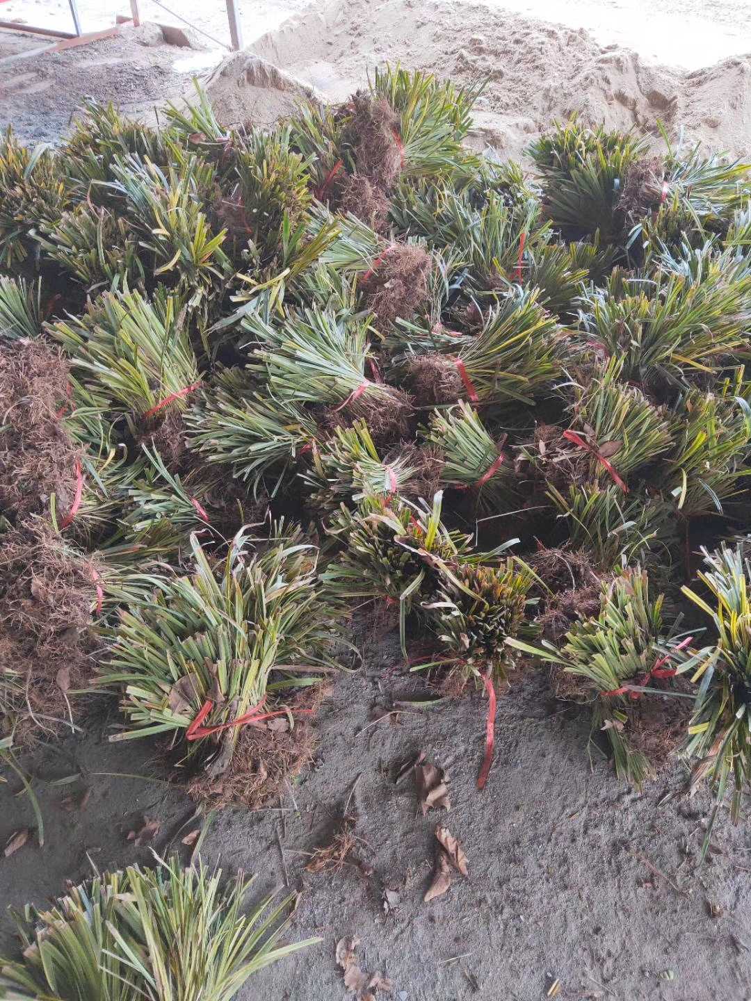 麦冬草图片