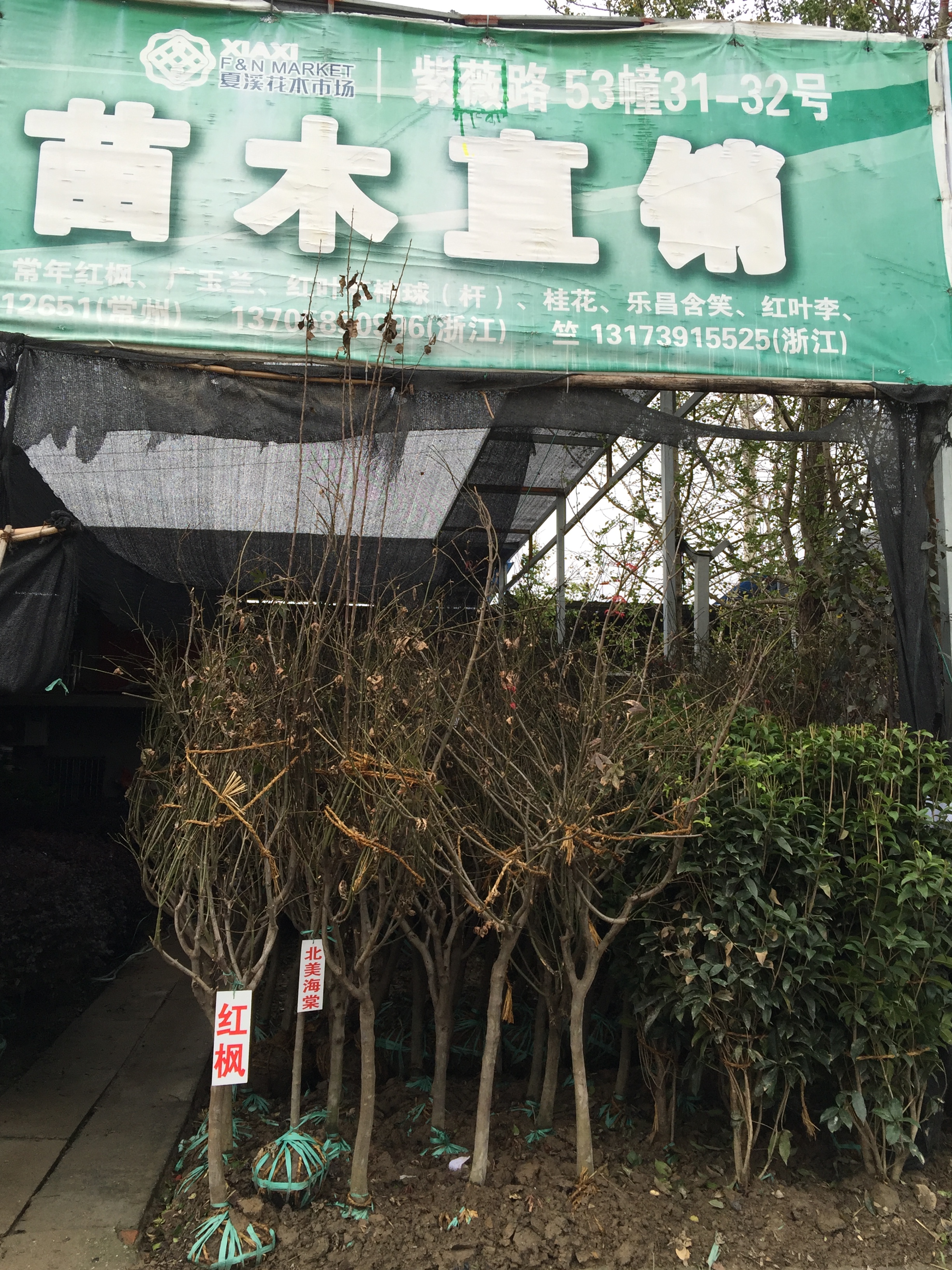 苗木直销图片