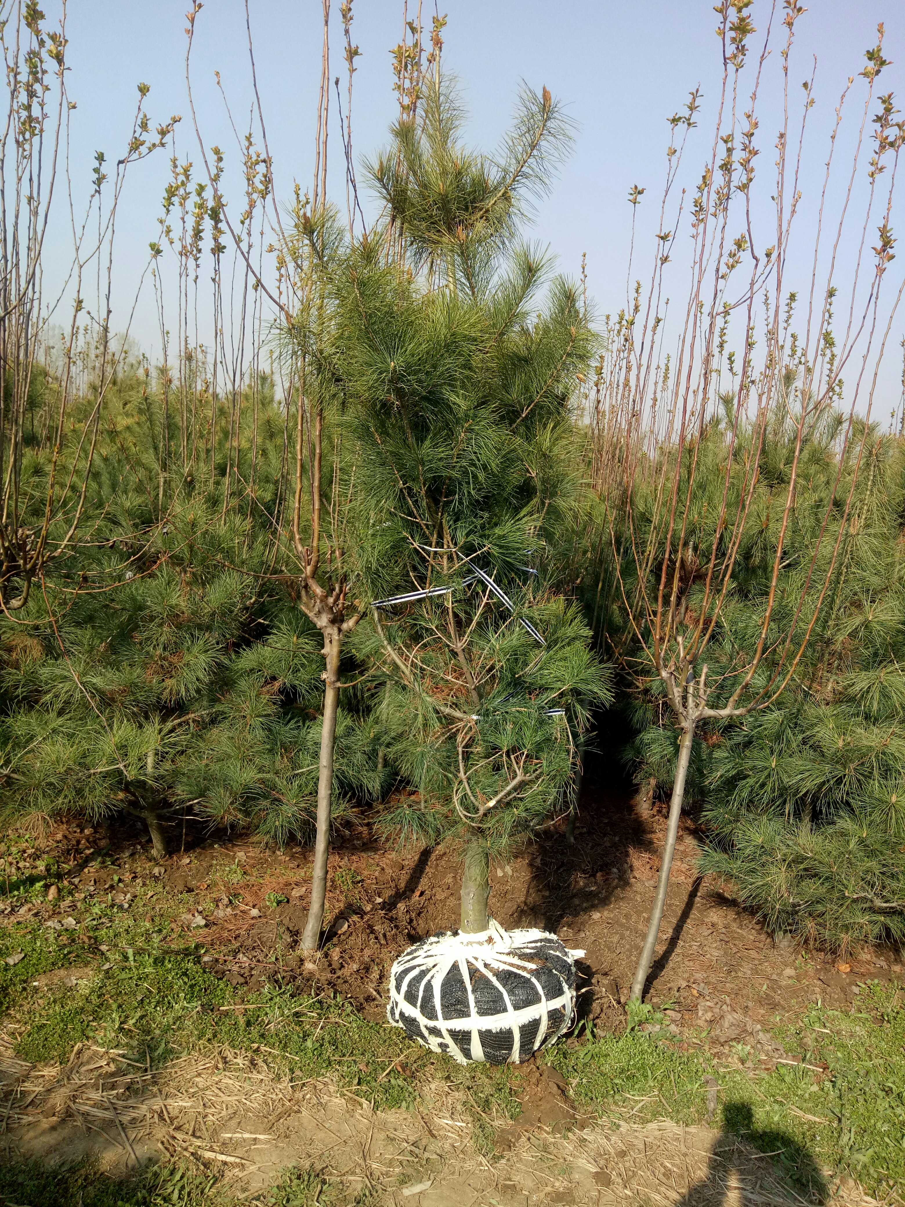华山松图片