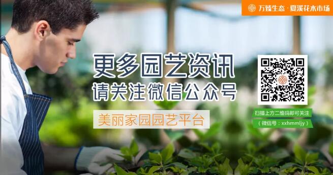 更多园艺资讯请关注“美丽家园园艺平台”