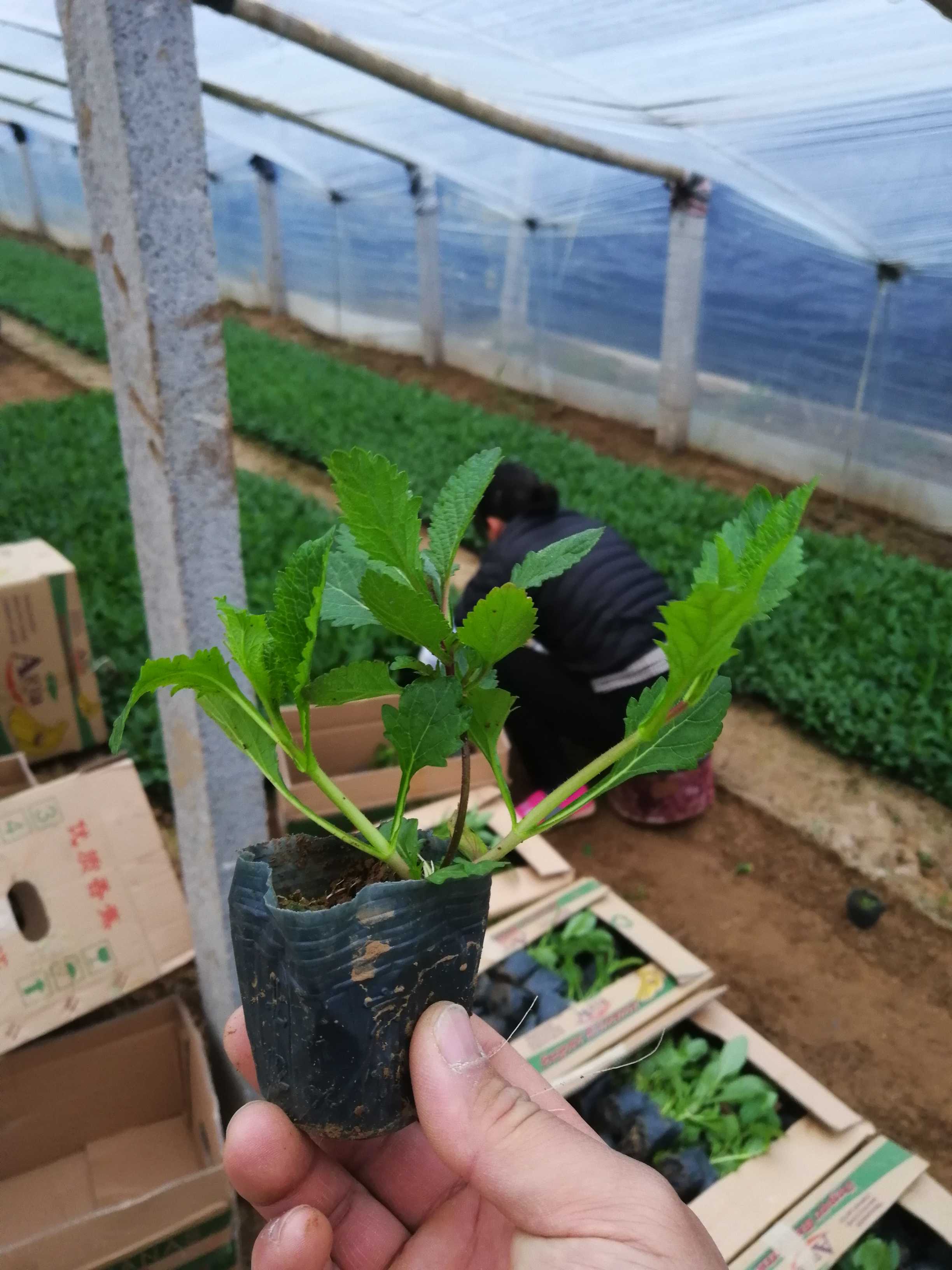 柳叶马鞭草图片