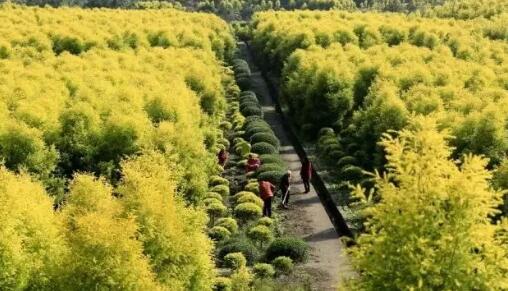 苗木人应当转变的9大重要思路！苗木市场发展逐步趋于理性和平稳，这种状态将逐渐成为业界新常态