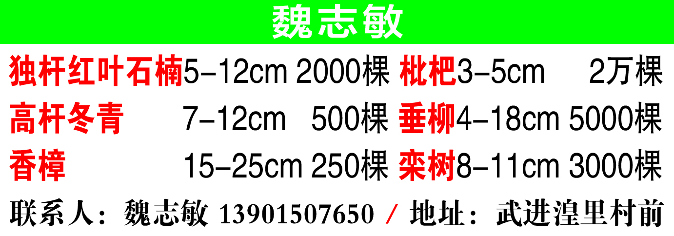 奔牛苗圃 吕城苗圃魏志敏