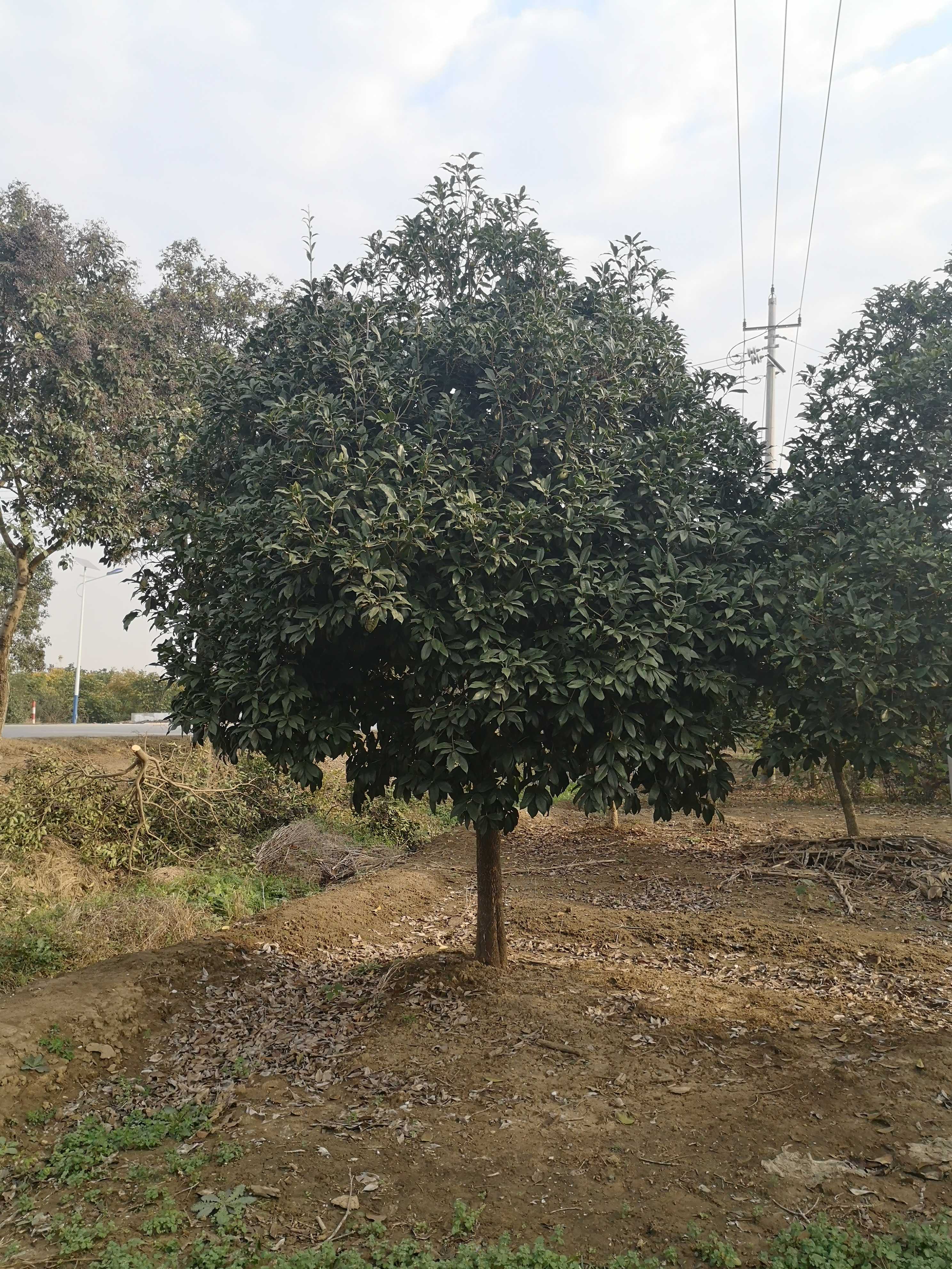 句容市茅山风景区晟程苗木种植园