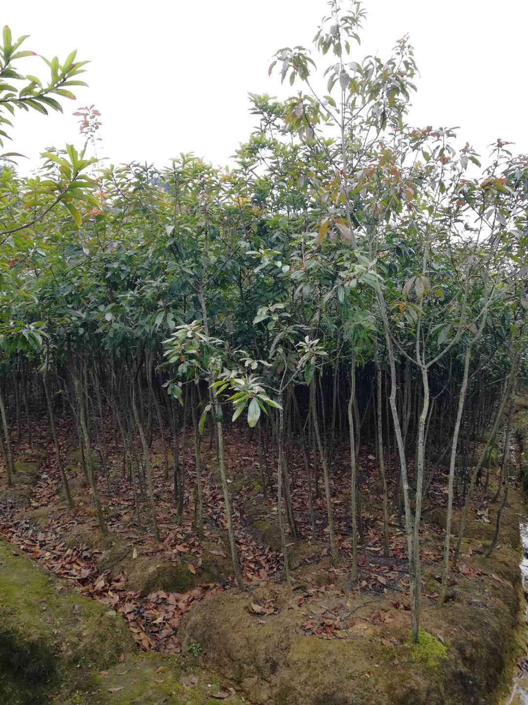 木荷图片