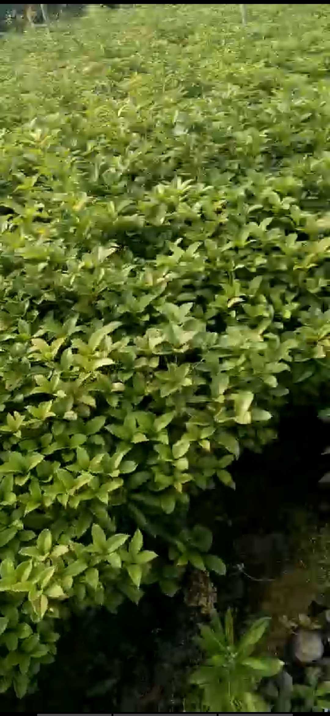 四季桂图片