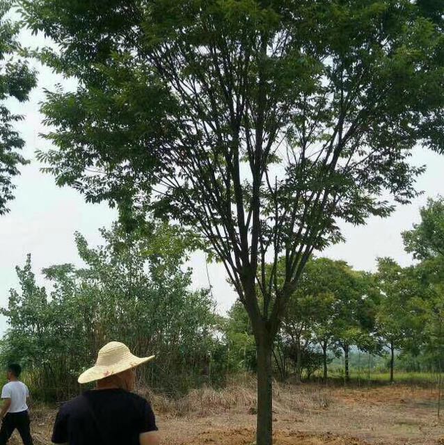 榉树图片