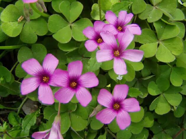 100种常用庭院花卉植物