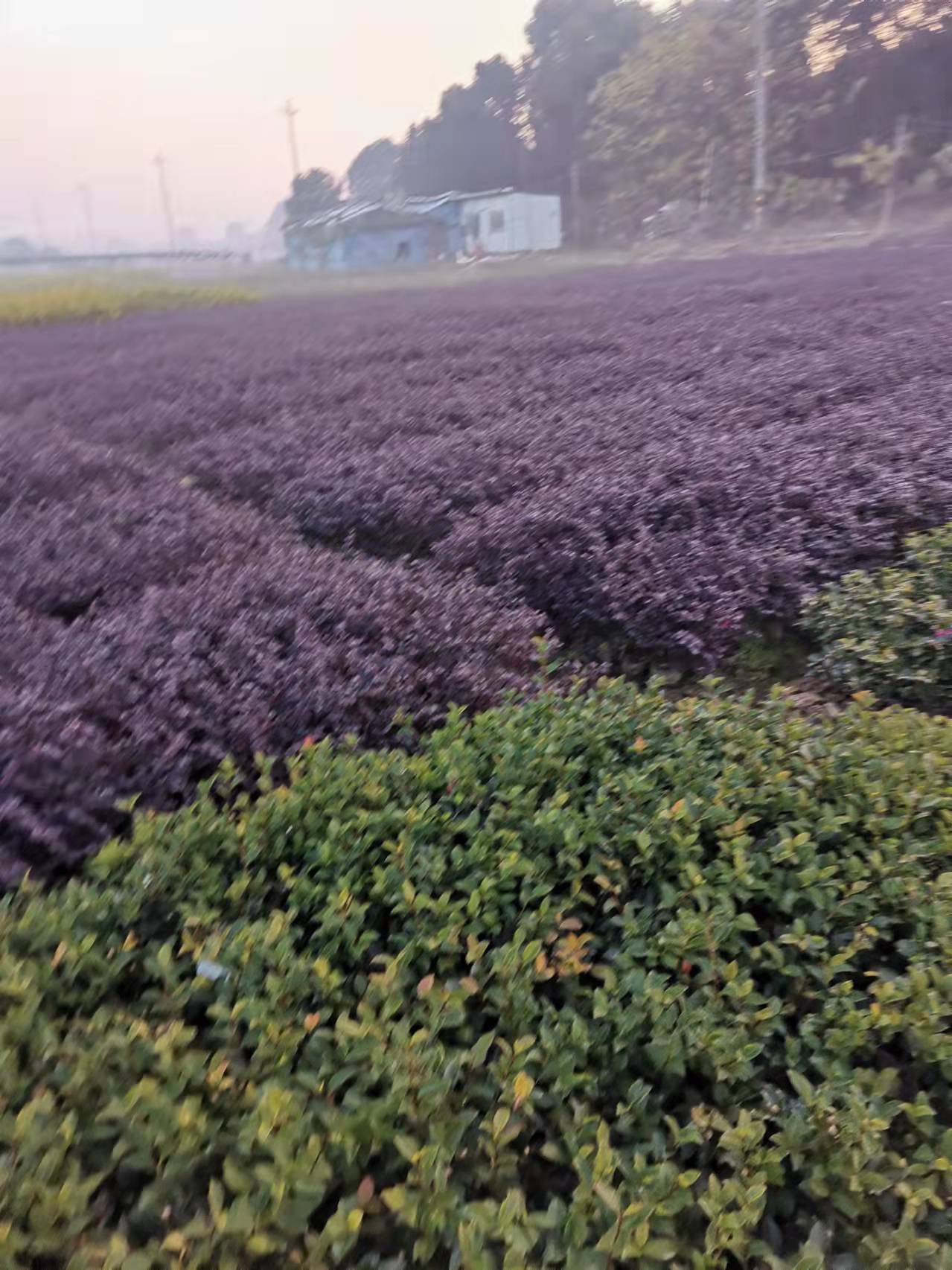 红花檵木图片