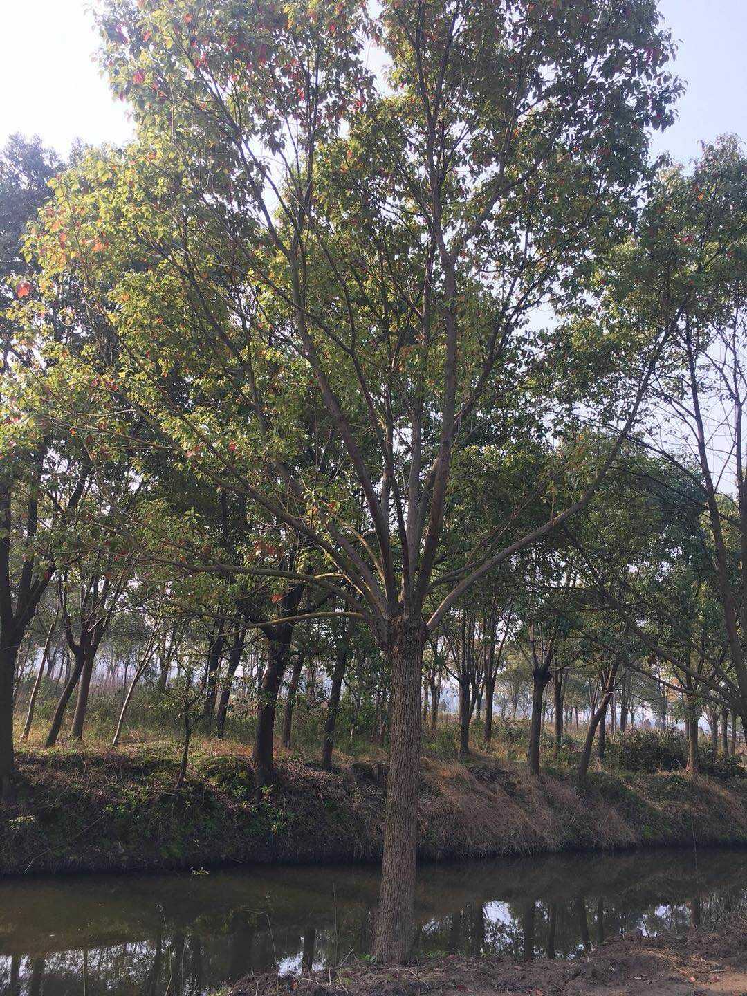 香樟图片