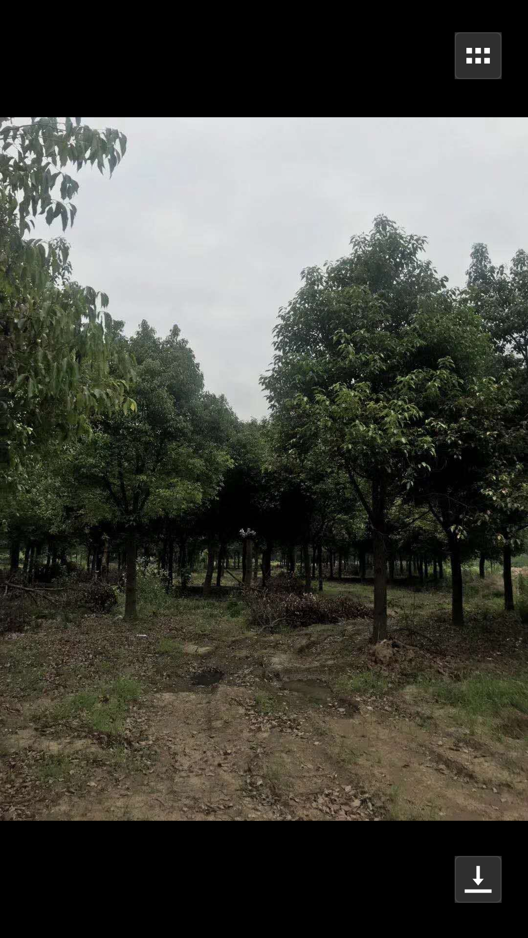 香樟图片