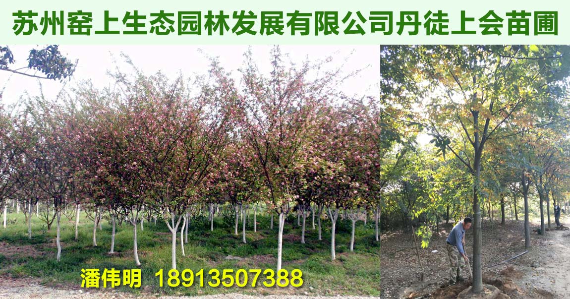 苏州窑上生态园林发展有限公司丹徒上会苗圃