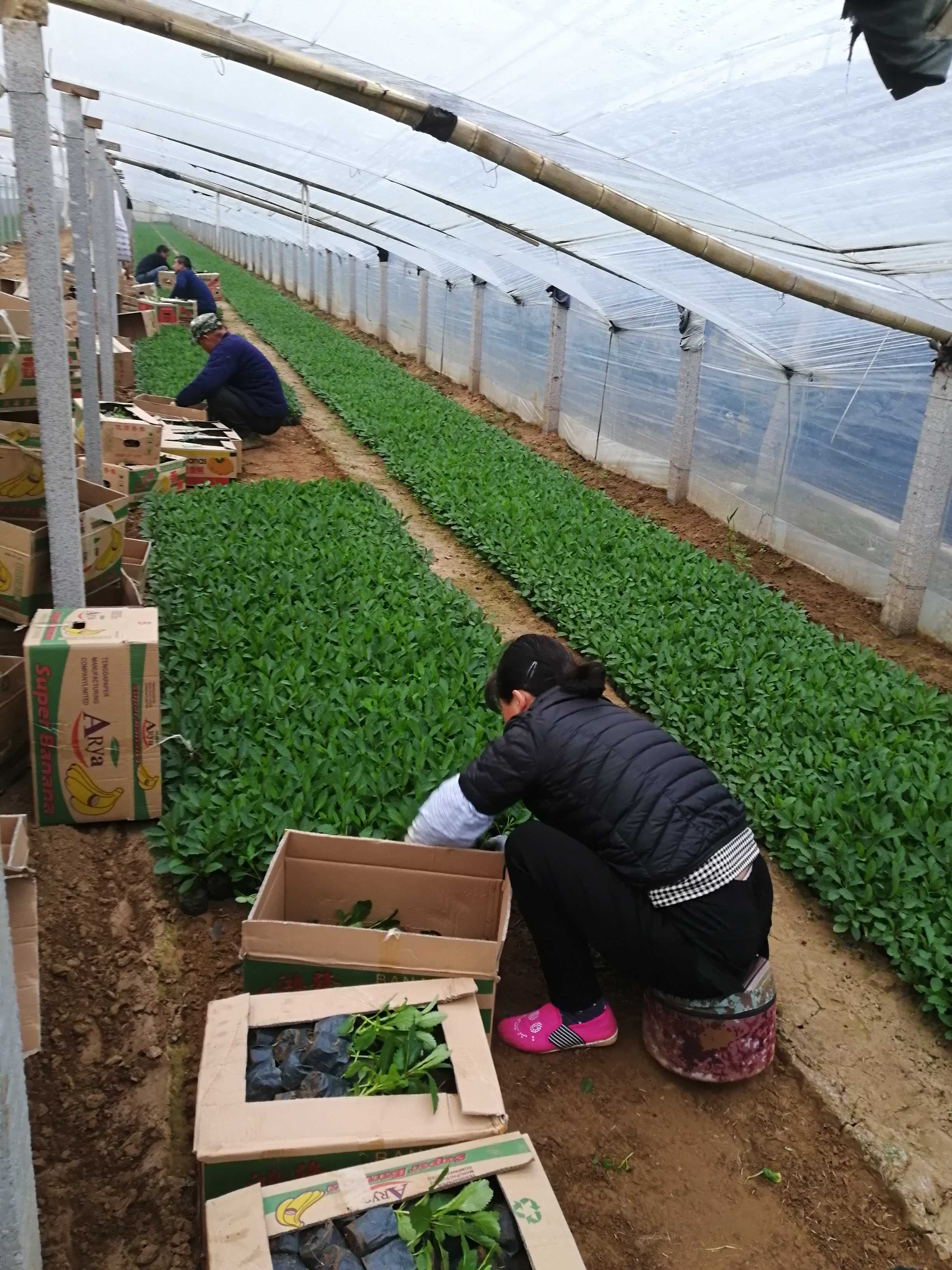 柳叶马鞭草图片