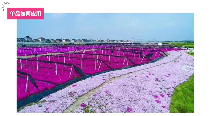 园艺嘉年华：专类园之森禾，现场教你如何应用北海道芝樱