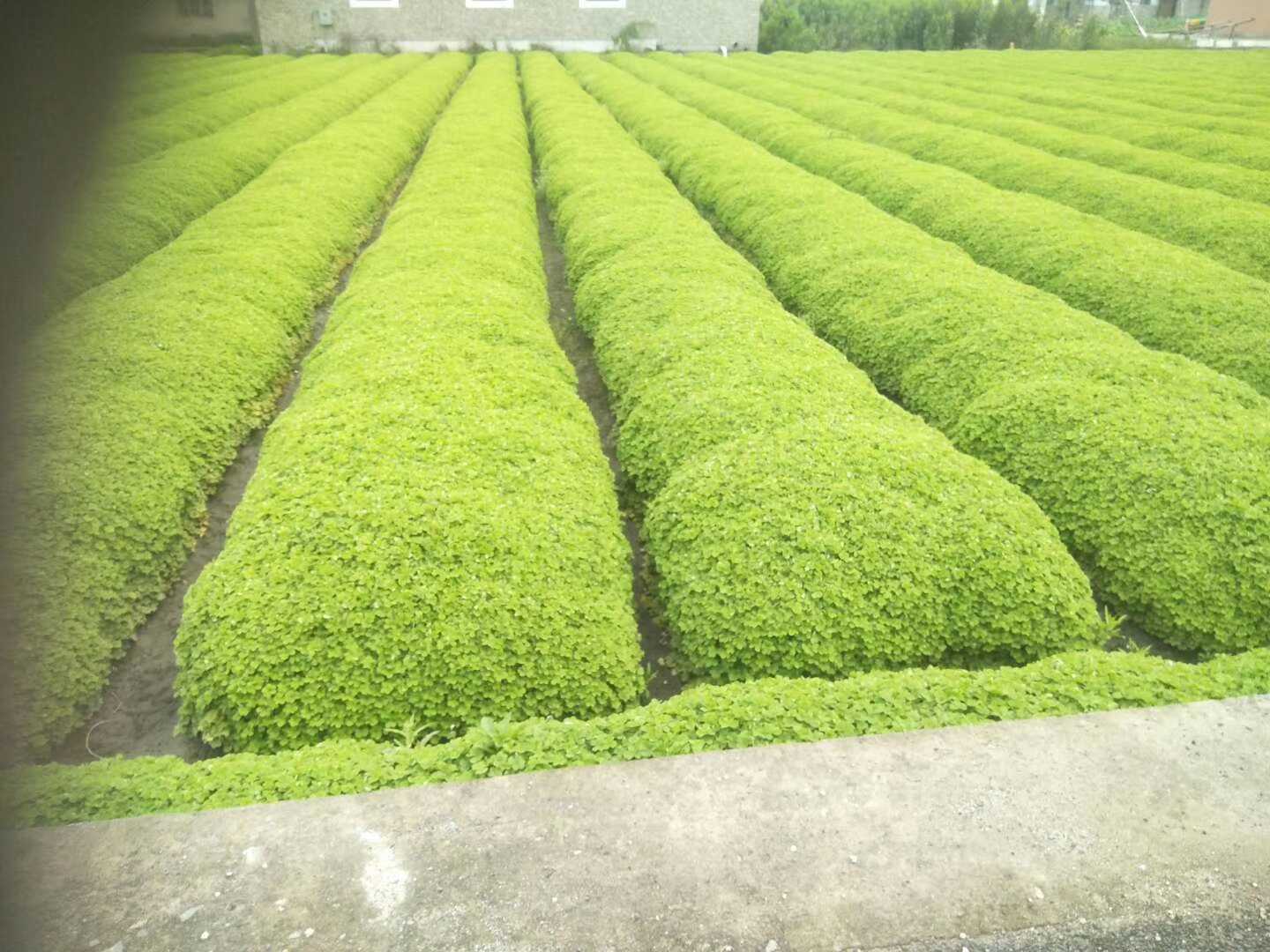 红花醡浆草图片
