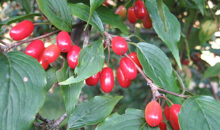 山茱萸_地径34cm_价格3000元_夏溪花木网_夏溪花木市场官网