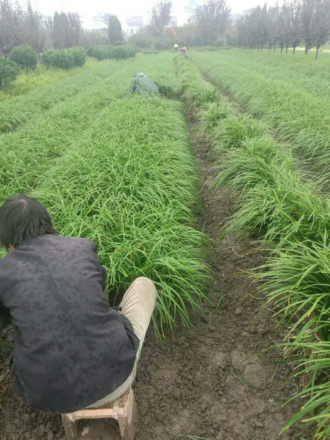 常绿萱草图片