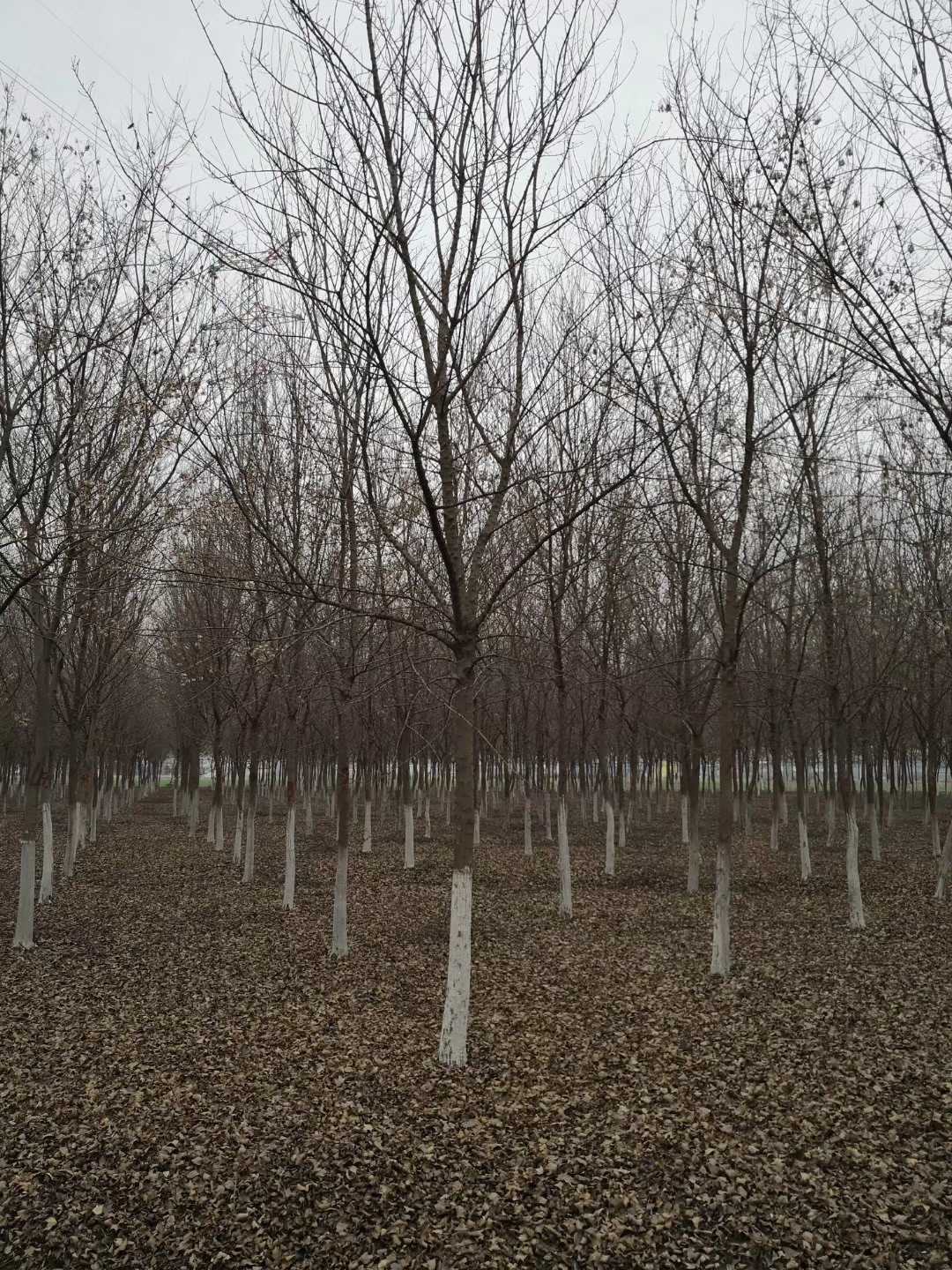 三角枫图片