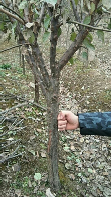 红梅图片