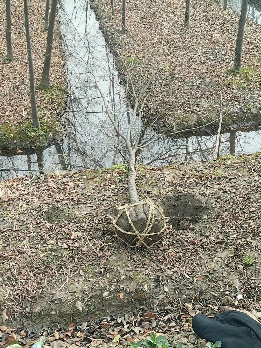 榉树图片