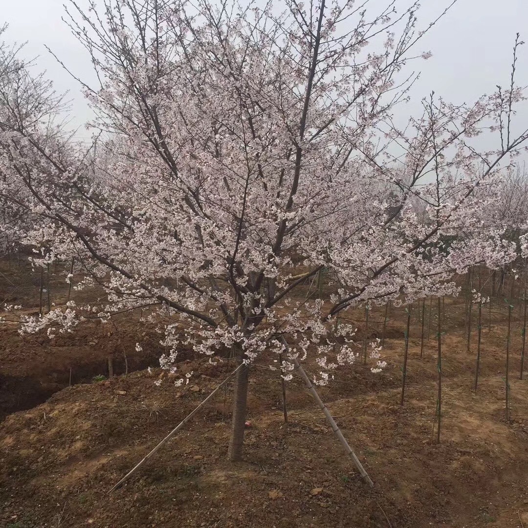 日本樱花图片