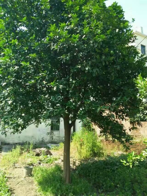 移植香泡图片