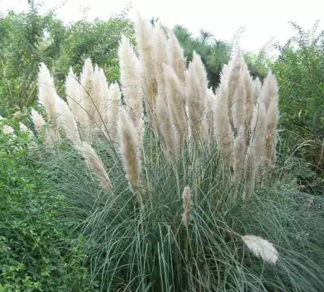 部分草花冬季价格上涨