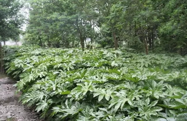 常州夏溪 行情微调苗市升温