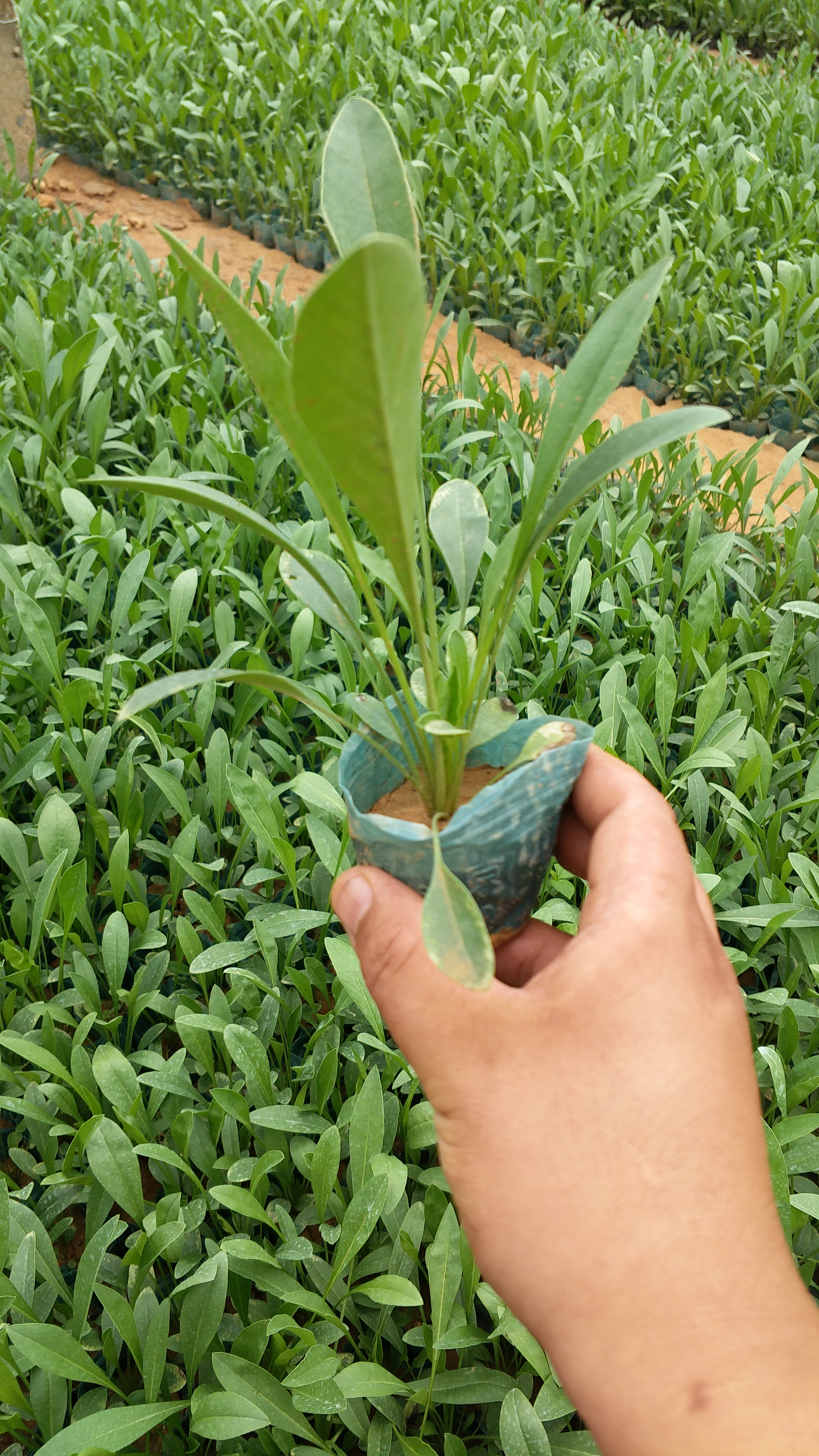 大花金鸡菊图片