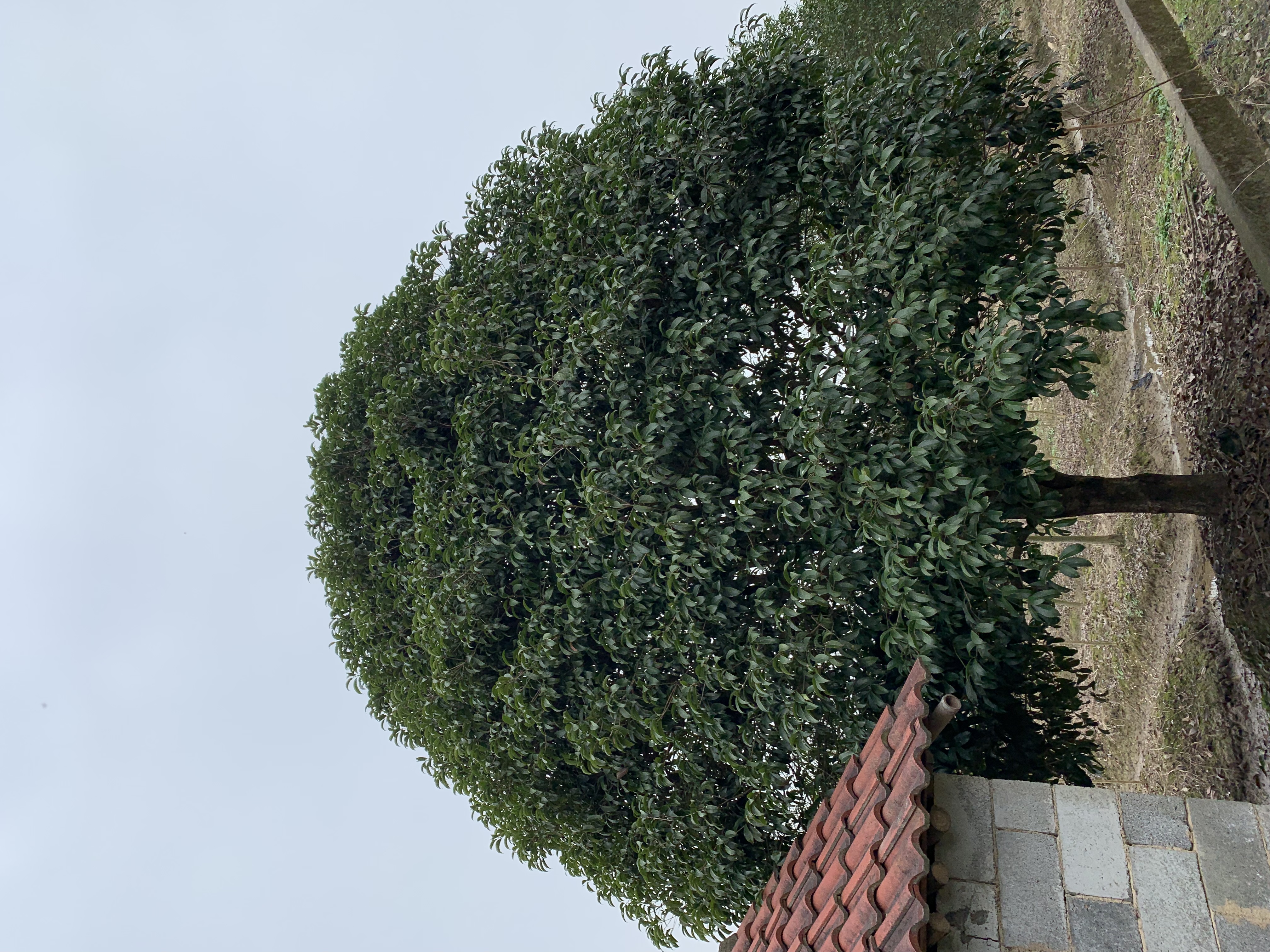 桂花图片