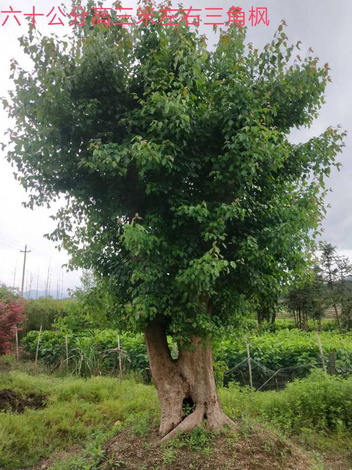 伦泉苗木图片