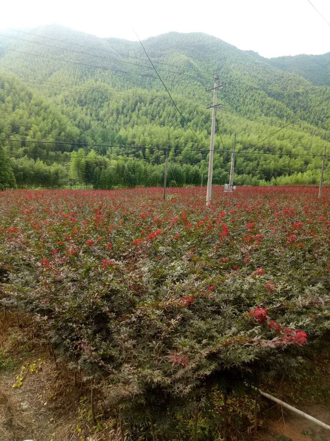 红枫图片