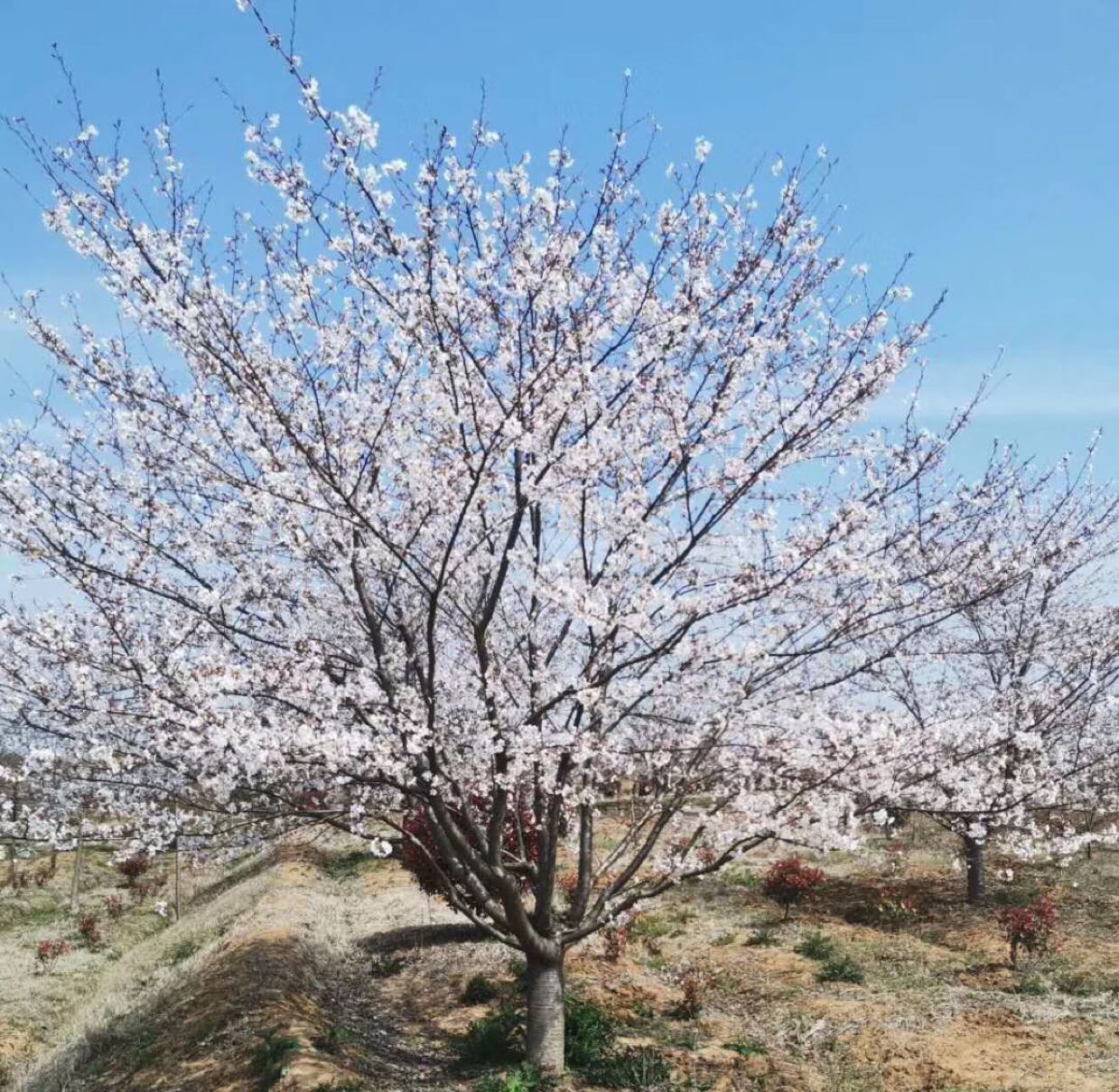 日本樱花染井吉野樱