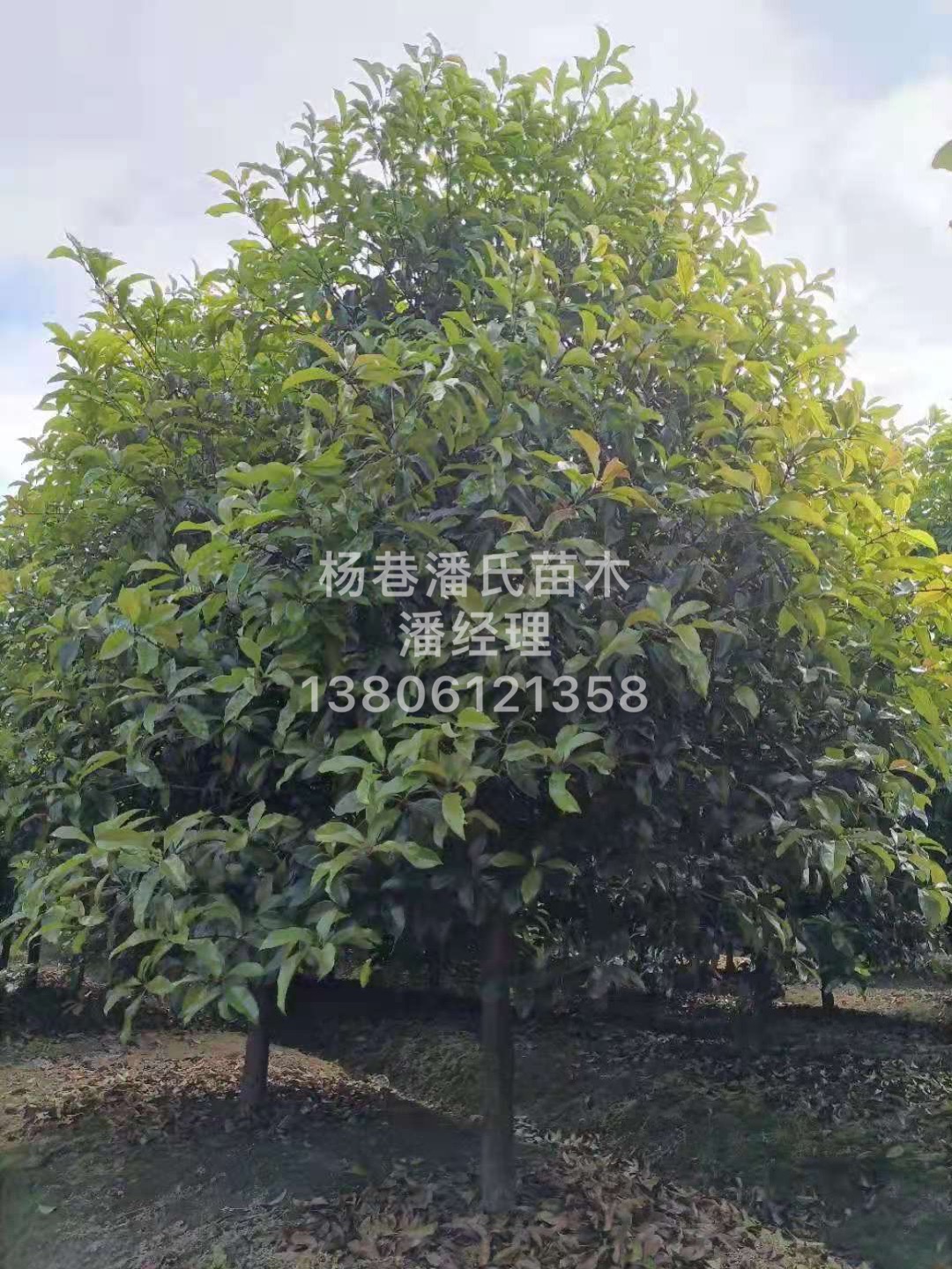 杨巷潘氏苗木