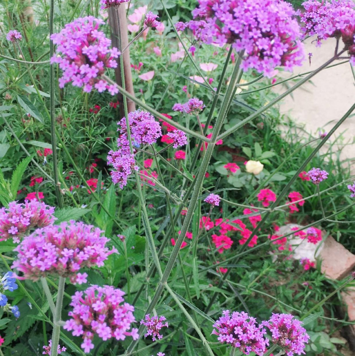 柳叶马鞭草图片