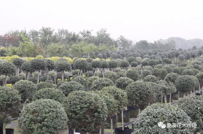 立秋已过，园林绿化苗木养护有哪些注意事项？
