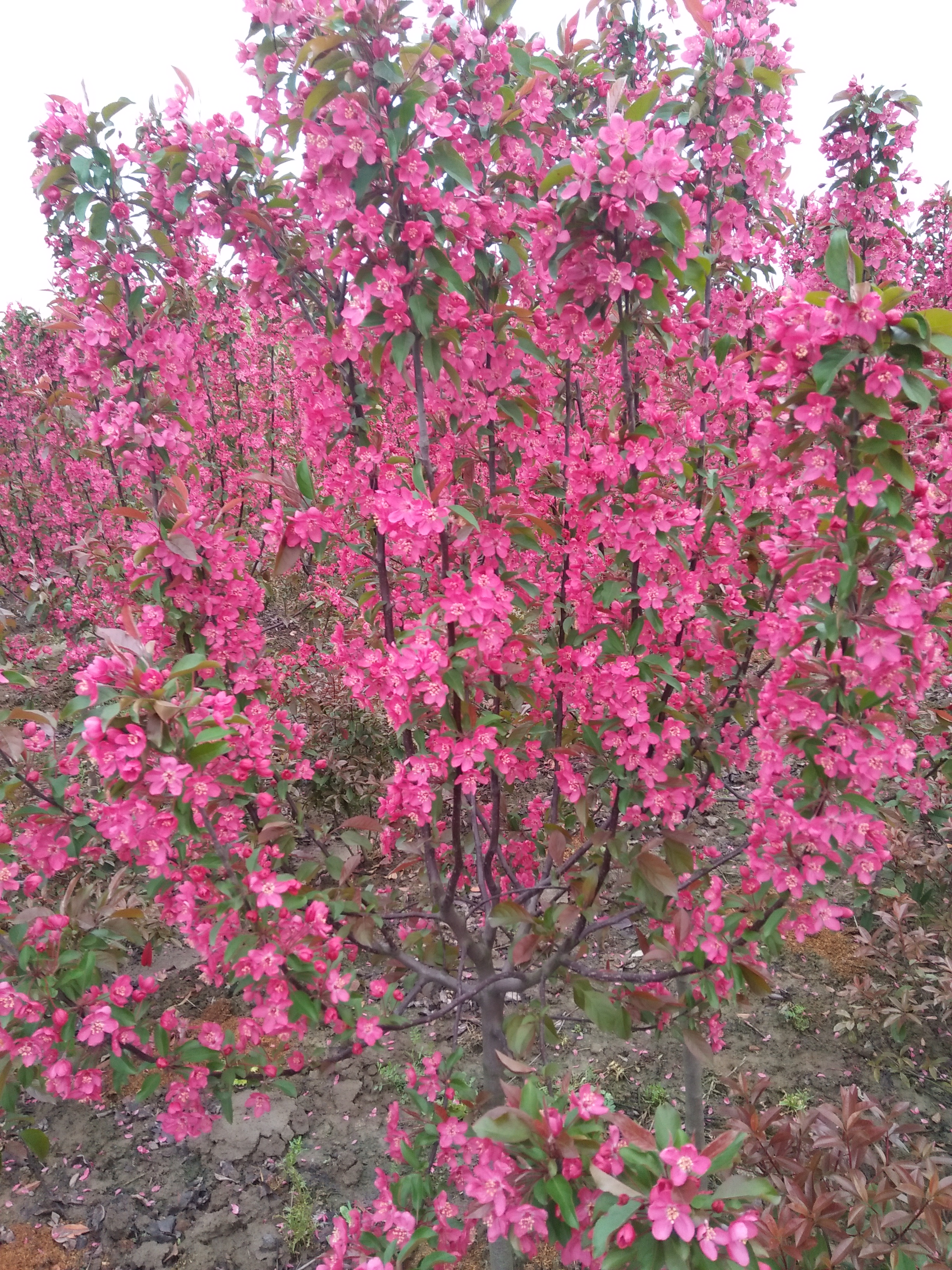 皇塘田丰苗圃'图片