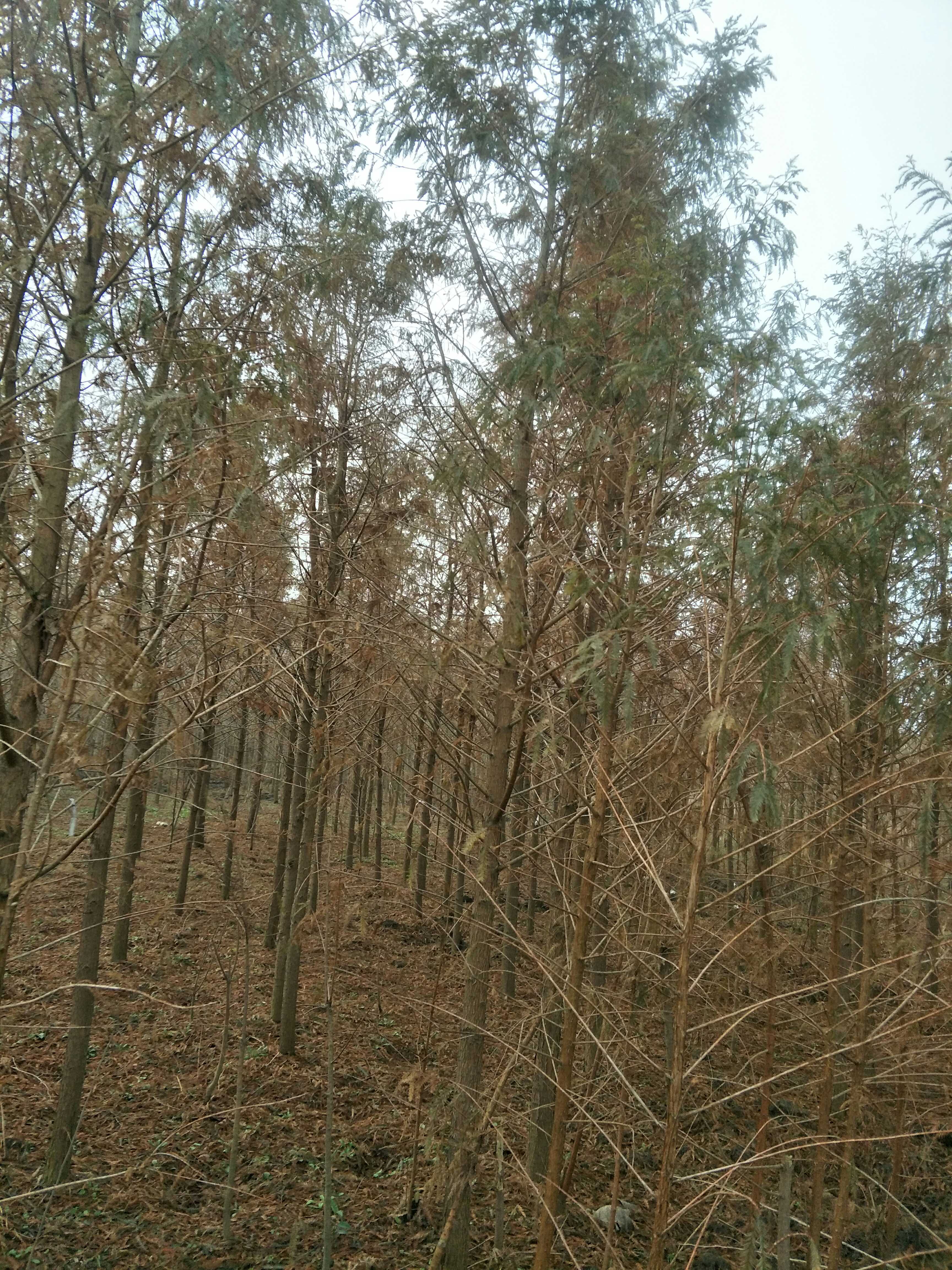中山杉图片