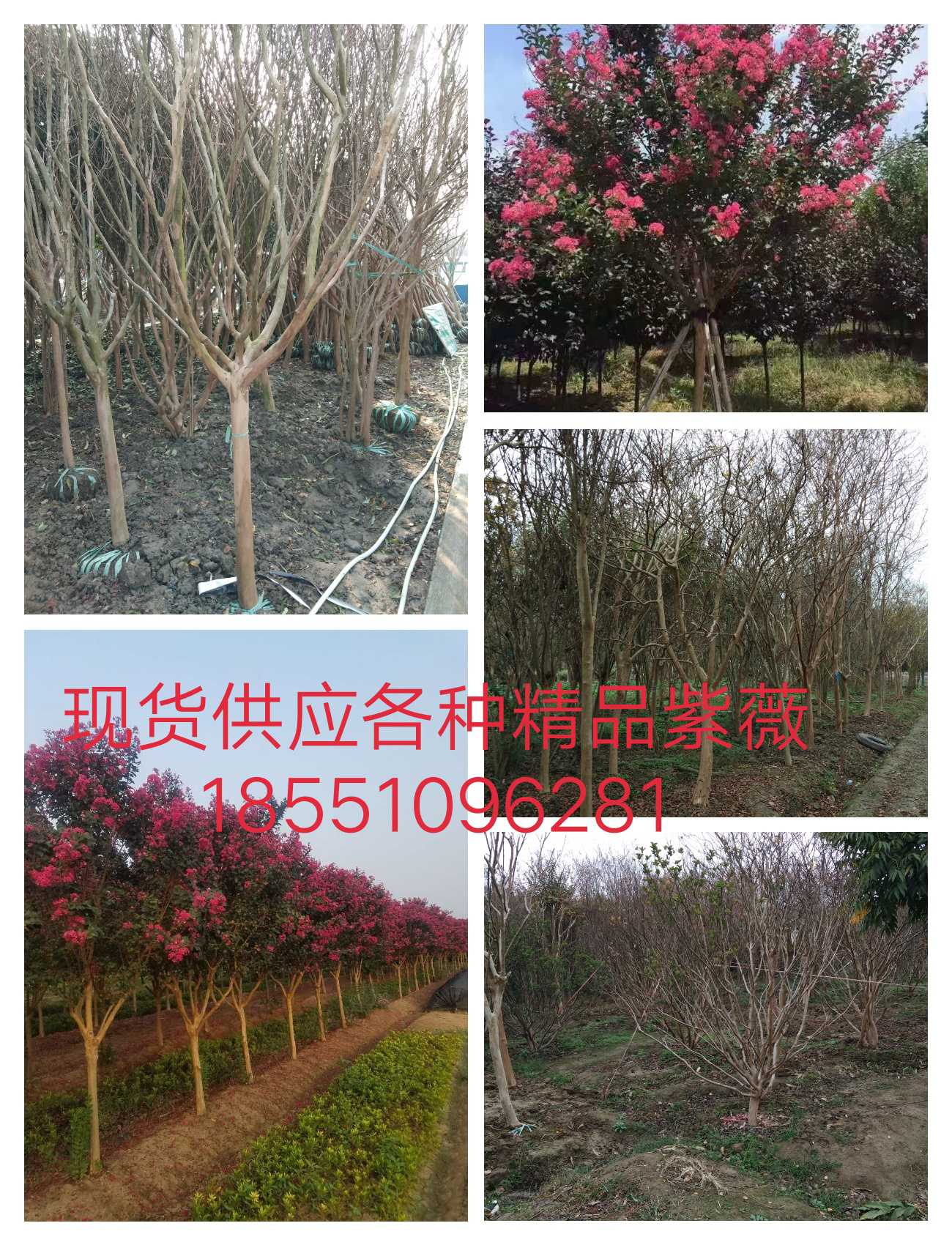 紫薇图片