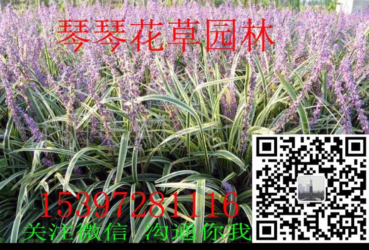 琴琴花草园林