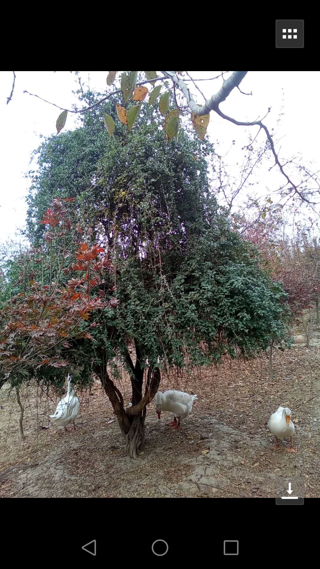 枸杞子图片