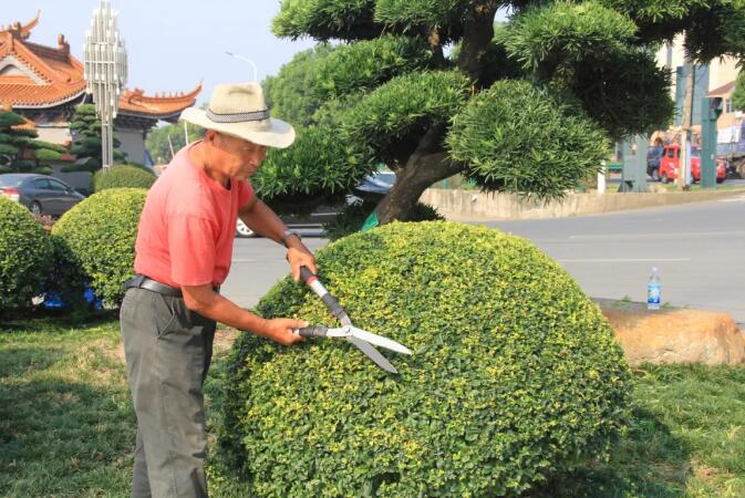 园林树木渐渐进入休眠期，园林整形修剪该如何下手