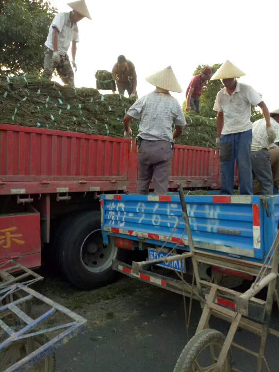 马尼拉草坪图片