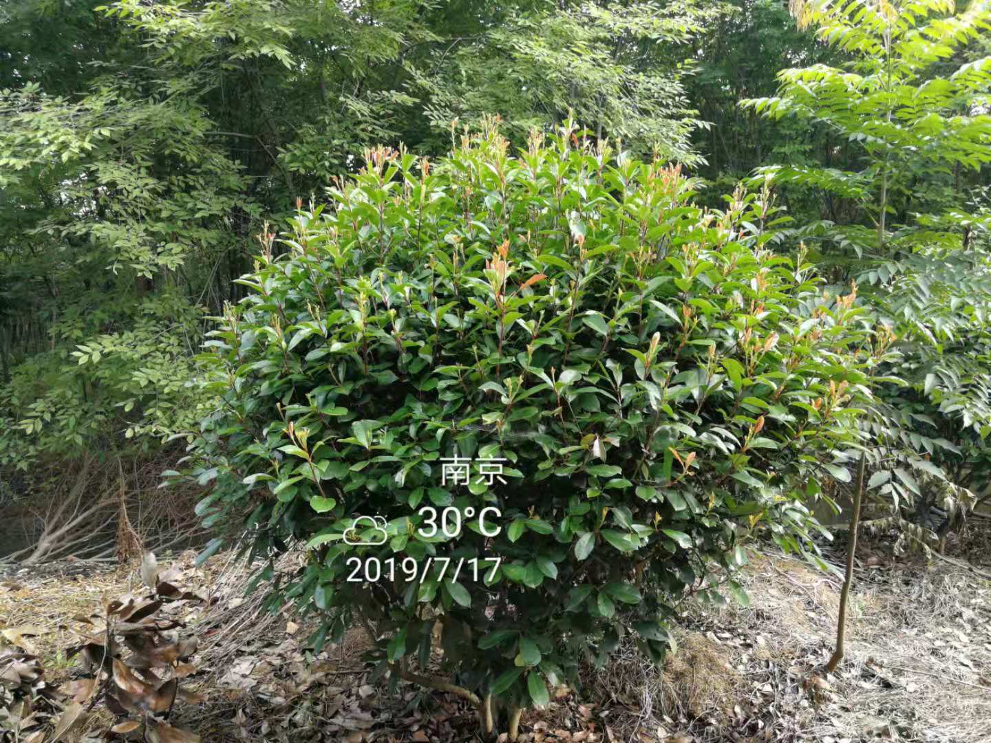 红叶石楠图片