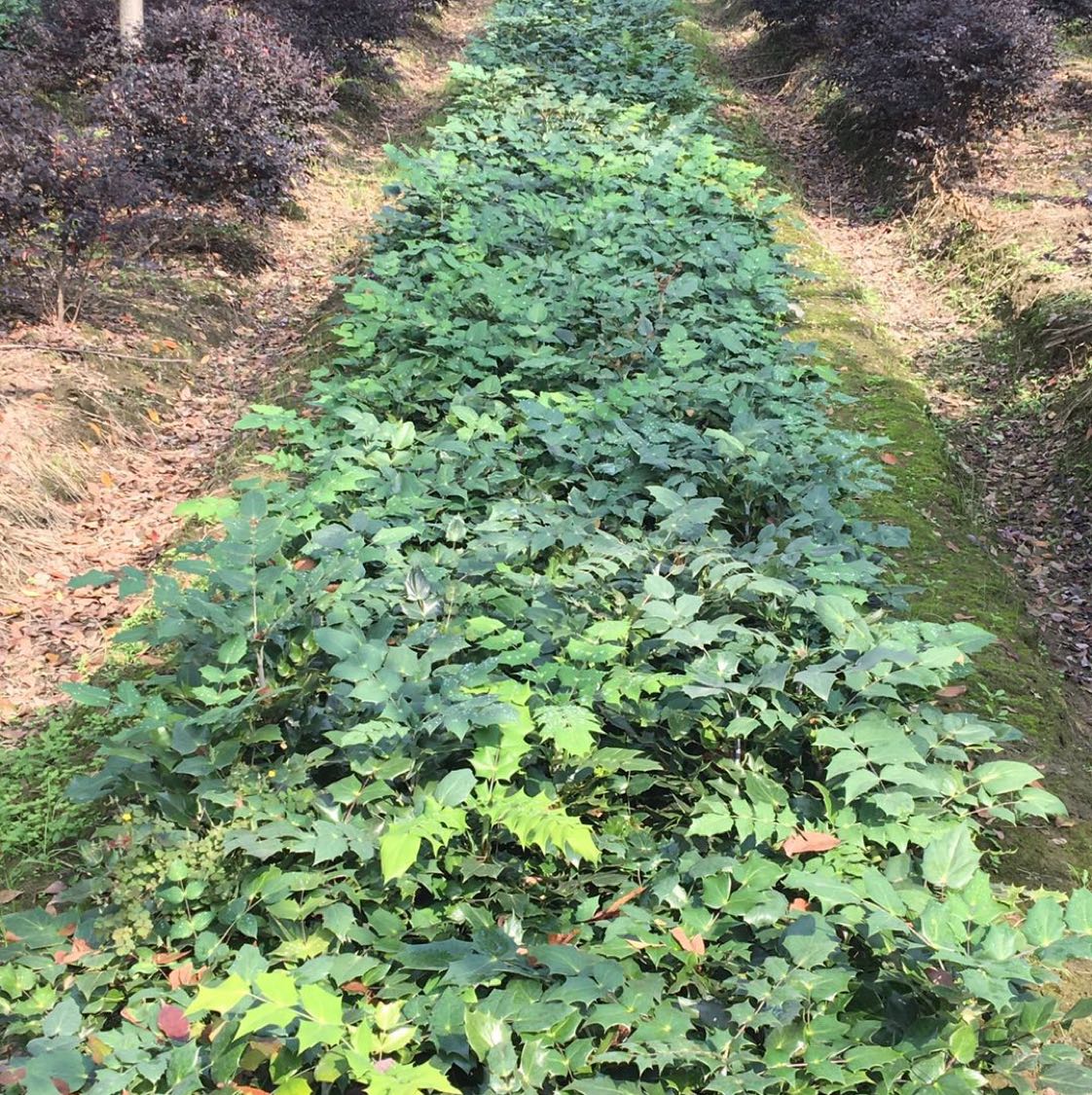 阔叶十大功劳图片